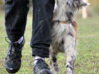 Définition de l’apprentissage canin