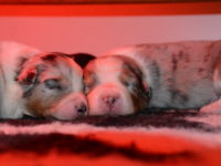Les chiots de notre élevage