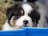 Les chiots de notre élevage ont 6 semaines
